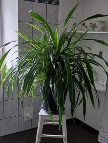 Apartment Dietze Machern Bagian luar foto