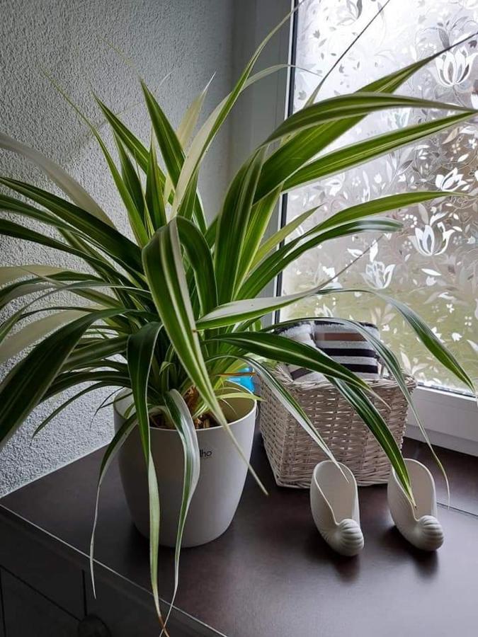 Apartment Dietze Machern Bagian luar foto